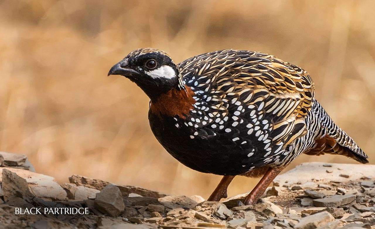 Black-Partridge.jpg