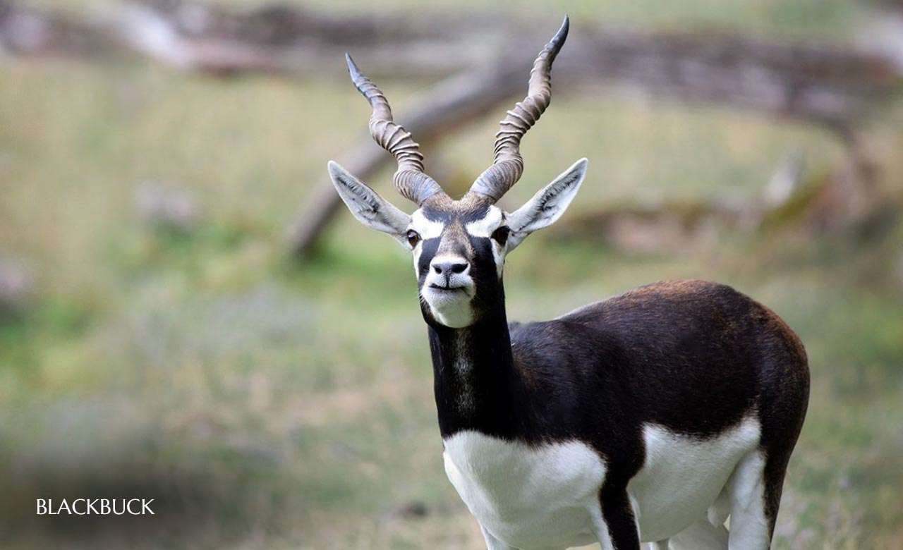 Blackbuck.jpg