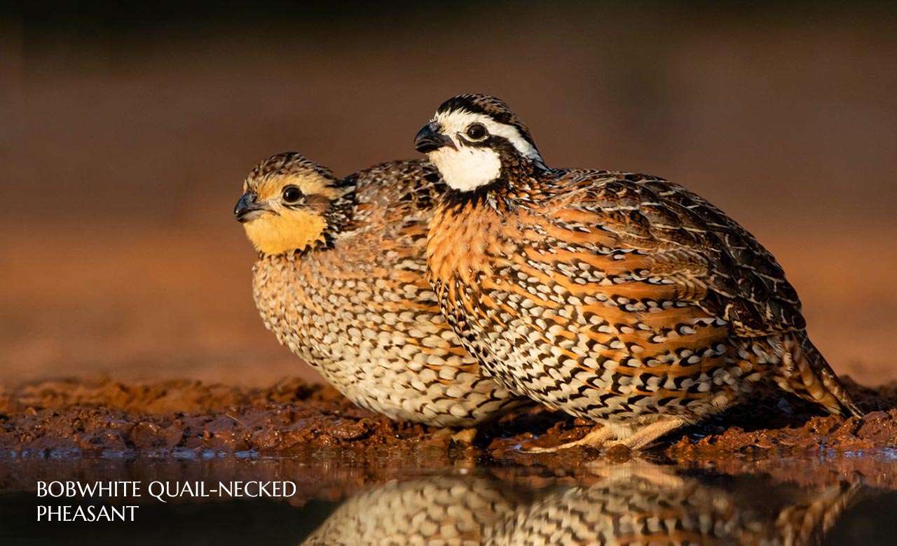 Bobwhite-Quail.jpg