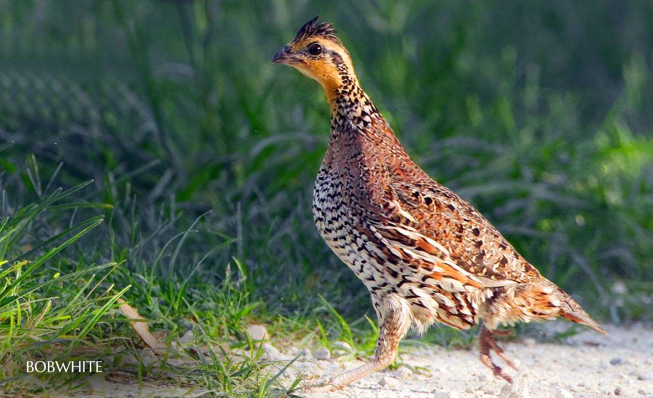 Bobwhite.jpg