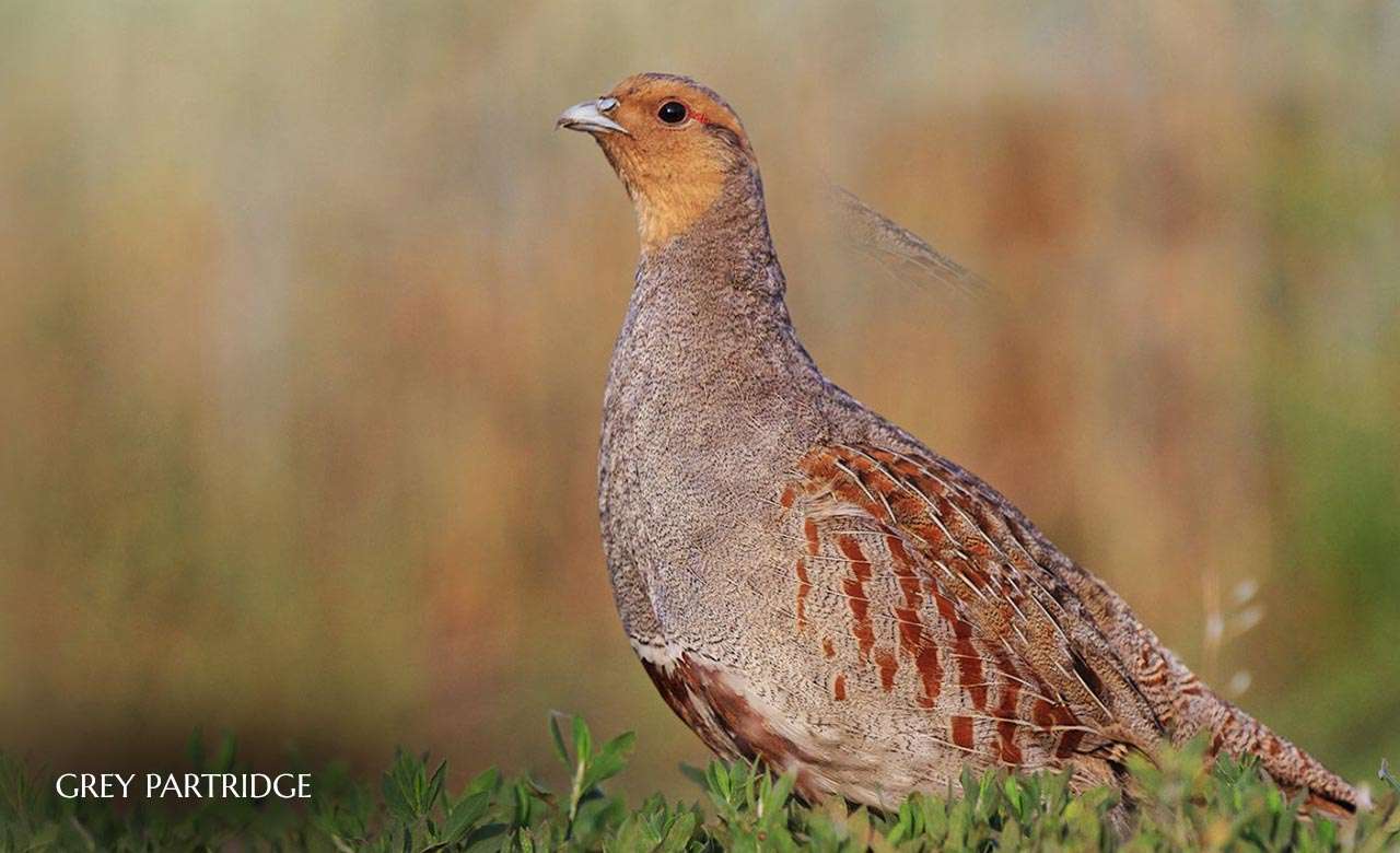 Grey-Partridge.jpg