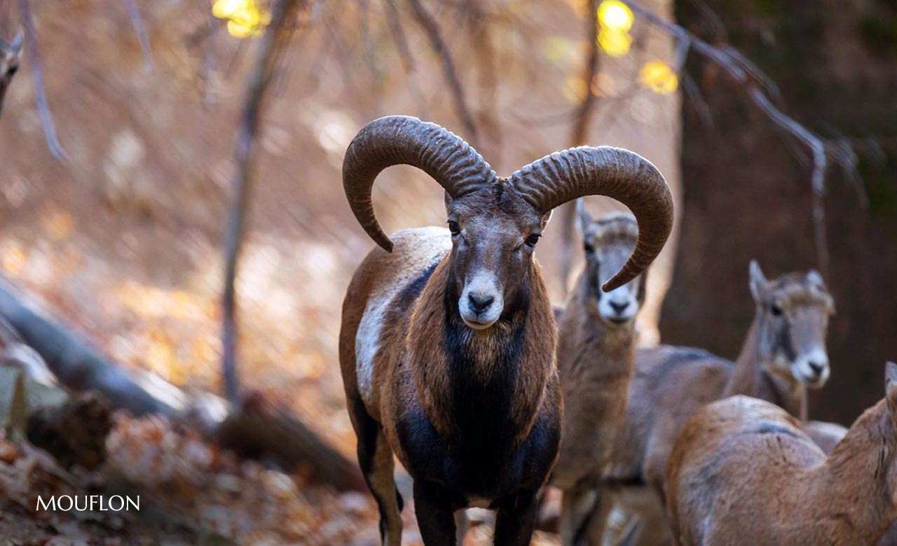 Mouflon.jpg