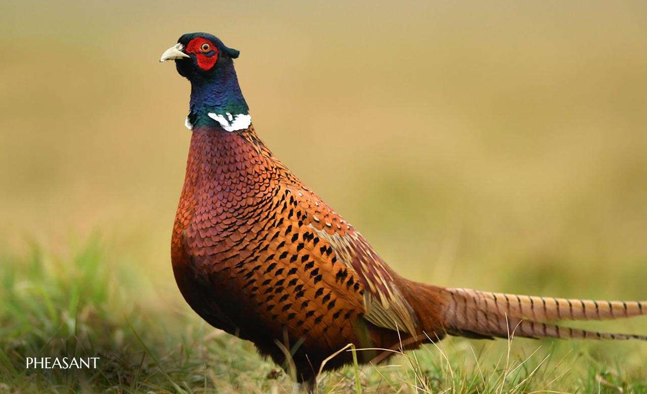 Pheasant.jpg