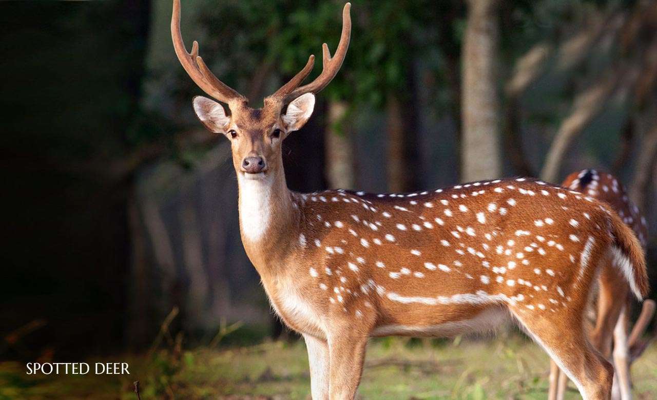 Spotted-Deer.jpg